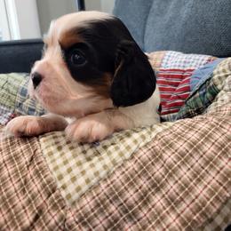 Rico - Tri-color male Cavalier King Charles Spaniel puppy in Stockdale, Texas from Great Oaks Farm Cavaliers