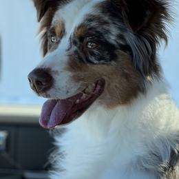 Aussiedoodle, Australian Shepherd, and Goldendoodle Puppies from Junipersdoodles