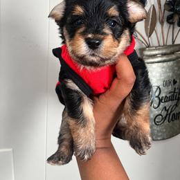 Alfalfa - Black and tan male Yorkshire Terrier puppy in Gastonia, North Carolina from Banks Dynasty Kennel