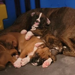 Boxer Puppies from Jewel Ridge