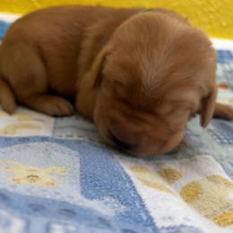 King - Yellow male Labrador Retriever puppy in Melrose, New Mexico from ECMO Farm Dalmatians & Labrador Retrievers