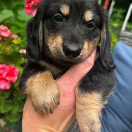 Miller - Black and cream male Dachshund puppy in White Cloud, Michigan from MI Dachshunds