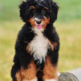 Sears (socialization program student) - Tri-color male Bernedoodle puppy in Dundee, Ohio from Down Home Doodle