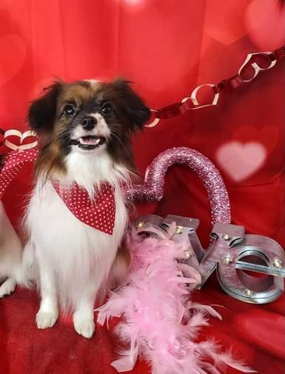 Bandit - Papillon