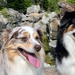 Australian Shepherds from Twilight Aussies