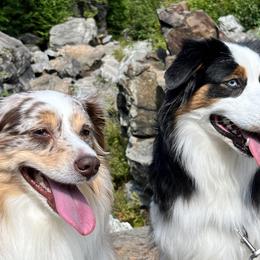 Australian Shepherds from Twilight Aussies