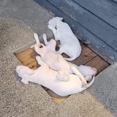 Dogo Argentino Puppies from K&B Southern Oregon Argentino Dogos