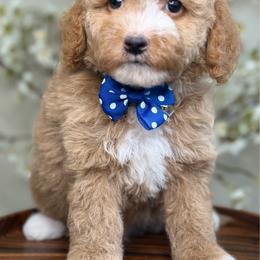 Ziggy - Apricot male Goldendoodle puppy in Yuciapa, California from AlltheDoodlez_