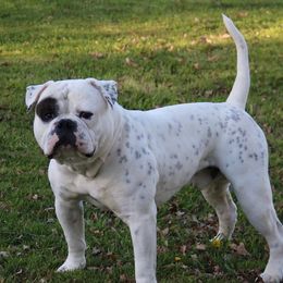 Yager - American Bulldog