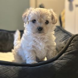 Shichon Puppies from Great Lakes Teddy Bear Dogs