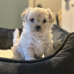 Shichon Puppies from Great Lakes Teddy Bear Dogs