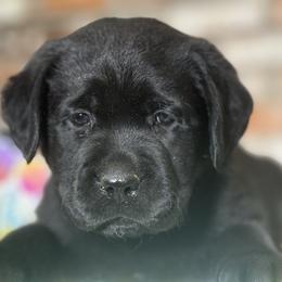 Sprig - Black male Labrador Retriever puppy in Dixon, California from Rosslyn Labradors (Rose-Line)