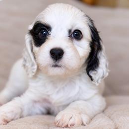 October - Tri-color male Cavapoo puppy in Yuciapa, California from AlltheDoodlez_