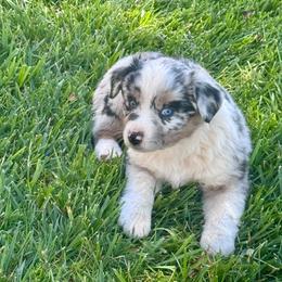 Marlin - Blue merle male Miniature Australian Shepherd puppy in California from Eagle River Aussies