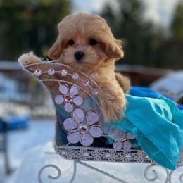Cavapoo, Maltipoo, and Poodle Puppies from My Sweet Poodles and Doodles