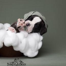 Blue - Brindle male Boxer puppy in Catlett, Virginia from Honey and Coal Kennels