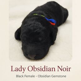 Girl 2 - Black female Poodle puppy in Woodbridge, Virginia from Rosa Red Standard Poodles