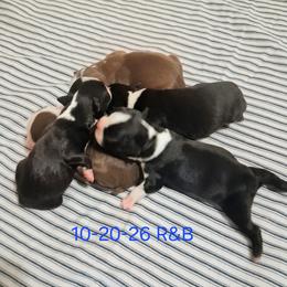 Boston Terrier puppies from Lehi Valley Boston Terriers