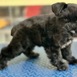 Miniature Schnauzer Puppies from Lap Happy Schnauzers