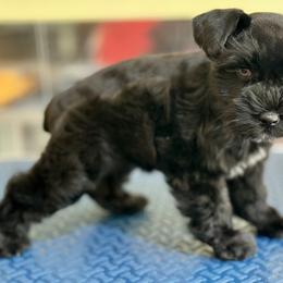 Miniature Schnauzer Puppies from Lap Happy Schnauzers