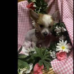 Chinese Crested All Grown Up from Colliwood Chinese Cresteds