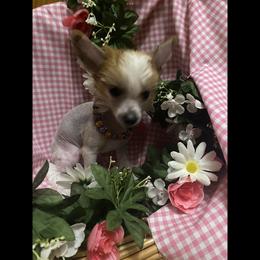 Chinese Crested All Grown Up from Colliwood Chinese Cresteds