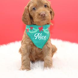 Taj - Red female Australian Cobberdog puppy in Bellingham, Minnesota from Whispering Prairie Australian Cobberdog