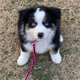 Miniature Australian Shepherd Puppies from Keldrew Ranch Miniature & Toy Australian Shepherds