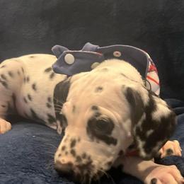 Banana Pudding - White and black female Dalmatian puppy in Austin, Texas from Dazzling Dalz