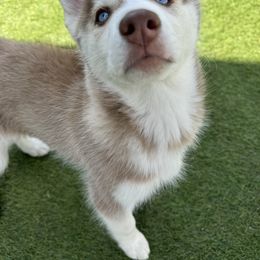 Siberian Husky Puppies from Young Orchard Siberians