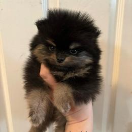 Loki - Black and tan parti male Pomeranian puppy in Denver, Colorado from Tiny Tornado Poms