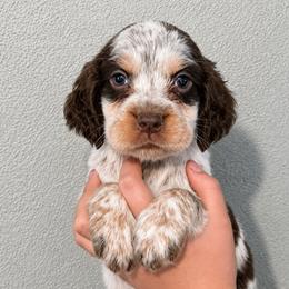 Drizella - Tri-Roan female English Springer Spaniel puppy in Fort White, Florida from Thunderbird Springers