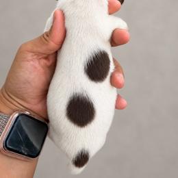 Aang - Piebald male Dachshund puppy in Jarales, New Mexico from Poker Paws Dachshunds