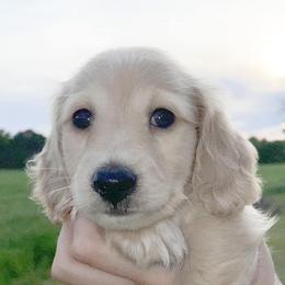 Dachshunds from Hamsley Doxies and More