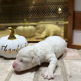 Pumpkin Pie - White female Lagotto Romagnolo puppy in Chicago, Illinois from Midwest Lagotto Romagnolo