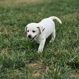 Purple - Yellow female Labrador Retriever puppy in Lititz, Pennsylvania from R&M Labrador Retriever Puppies