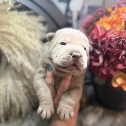 Earl - Lilac dilute male Chinese Shar-Pei puppy in Lehigh Acres, Florida from Florida Wrinkles
