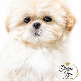 Barrell - Blue male Shih Tzu puppy in Fairland, Indiana from Divine Shih Tzu of Fairland