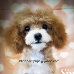 Simon - Poodle