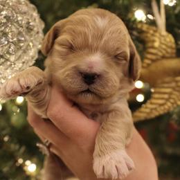 Cockapoo Puppies from Darling Doodles
