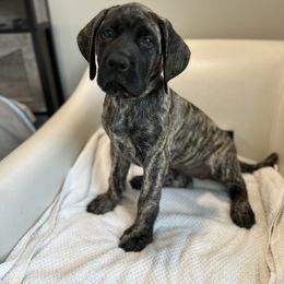 Mastiff Puppies from MLJ Mastiffs Florida