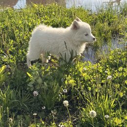 Phillip - White Pomsky puppy in Bucyrus, Missouri from Hill Top Pomskies