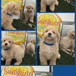 Jon Snow - Apricot male Maltipoo puppy in Wayland, New York from Loris Pampered Pooches💕