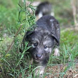 Male 2 - male Native American Indian Dog puppy in Green Creek, North Carolina from NAID Preservation Project: Corn Moon Medicine Dogs