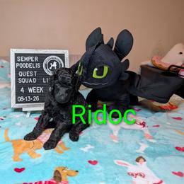 Ridoc - Black male Poodle puppy in Vail, Arizona from Semper Poodelis