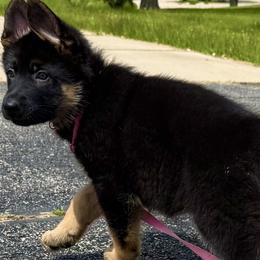 Princess - Black and red female German Shepherd puppy in Yorkville, Illinois from Vom Archbold Haus World Class German Shepherds