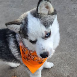 Pomsky Puppies from ArchAngel Pomskies