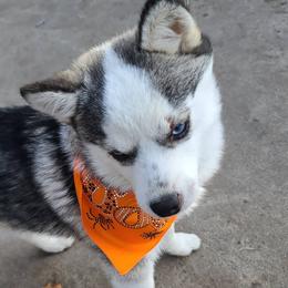 Pomsky Puppies from ArchAngel Pomskies