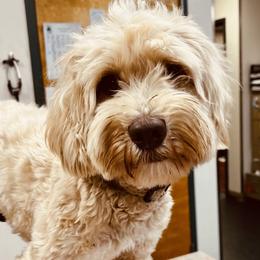 Melli - Australian Labradoodle