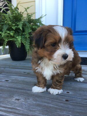 Colhaven havanese hot sale